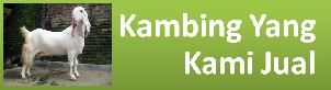 kambing-etawa-yang-kami-jual