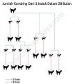 Jumlah Kambing Etawa Anda Dalam 28 Bulan