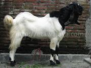 Minak Koncar Juara 3 Kontes Kambing Etawa Blitar 2010
