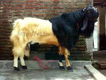 Singo Barong Juara 3 Kontes Kambing Etawa Nasional Jogja 2010