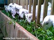 Tentukan Tujuan Sebelum Beternak Kambing Etawa