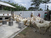 Kambing Etawa Senduro Sebagai Pilihan Peternakan Mojokerto