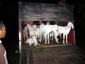 Ekspedisi Kambing Etawa Senduro ke Sumedang