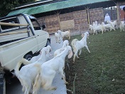 Ekspedisi Kambing Etawa Senduro ke Karanganyar