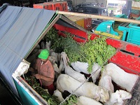 Ekspedisi Kambing Etawa Senduro Ke Sumatera Selatan (Bagian 2)