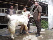 Kunjungan Disnak Fakfak Papua Barat 27 Oktober 2011