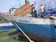 Pengiriman Kambing Etawa Senduro Ke Maluku