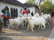 Ekspedisi Kambing Etawa Senduro Ke Mojokerto 2