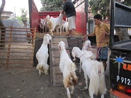 Ekspedisi Kambing Etawa Senduro Ke Nganjuk