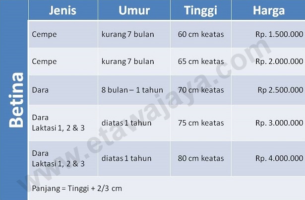 harga-kambing-etawa-betina harga-kambing-etawa-betina
