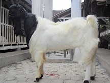 Kambing Etawa Super Kontes Blackberry