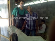 Pengiriman Kambing Etawa Senduro Ke Buleleng