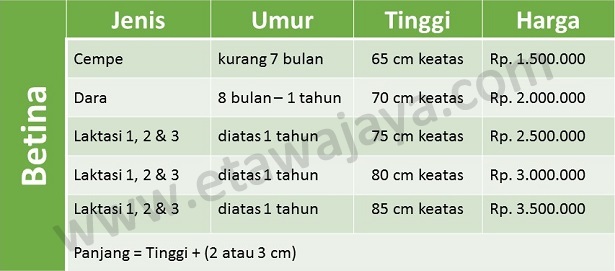 harga-kambing-etawa-betina harga-kambing-etawa-betina