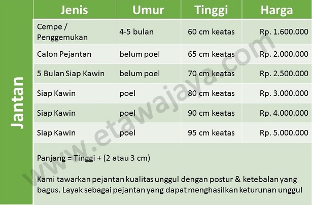 harga-kambing-etawa-jantan harga-kambing-etawa-jantan