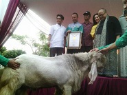Kambing Dari Etawa Jaya Masuk Rekor MURI