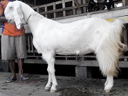 Kambing Etawa Super Indukan Cinta