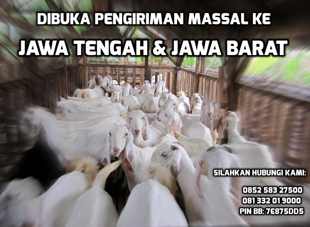 pengiriman-kambing-etawa-jawa-tengah-barat pengiriman-kambing-etawa-jawa-tengah-barat