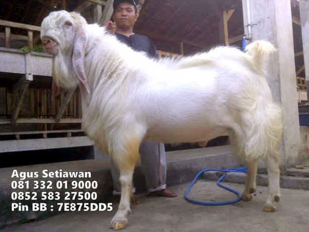 juara-kontes-kambing-etawa juara-kontes-kambing-etawa