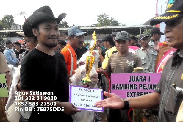 juara-kontes-kambing-etawa juara-kontes-kambing-etawa