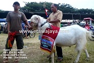 Buldoser 128 kg Juara 1 Kontes Kambing Etawa Kategori Extreem