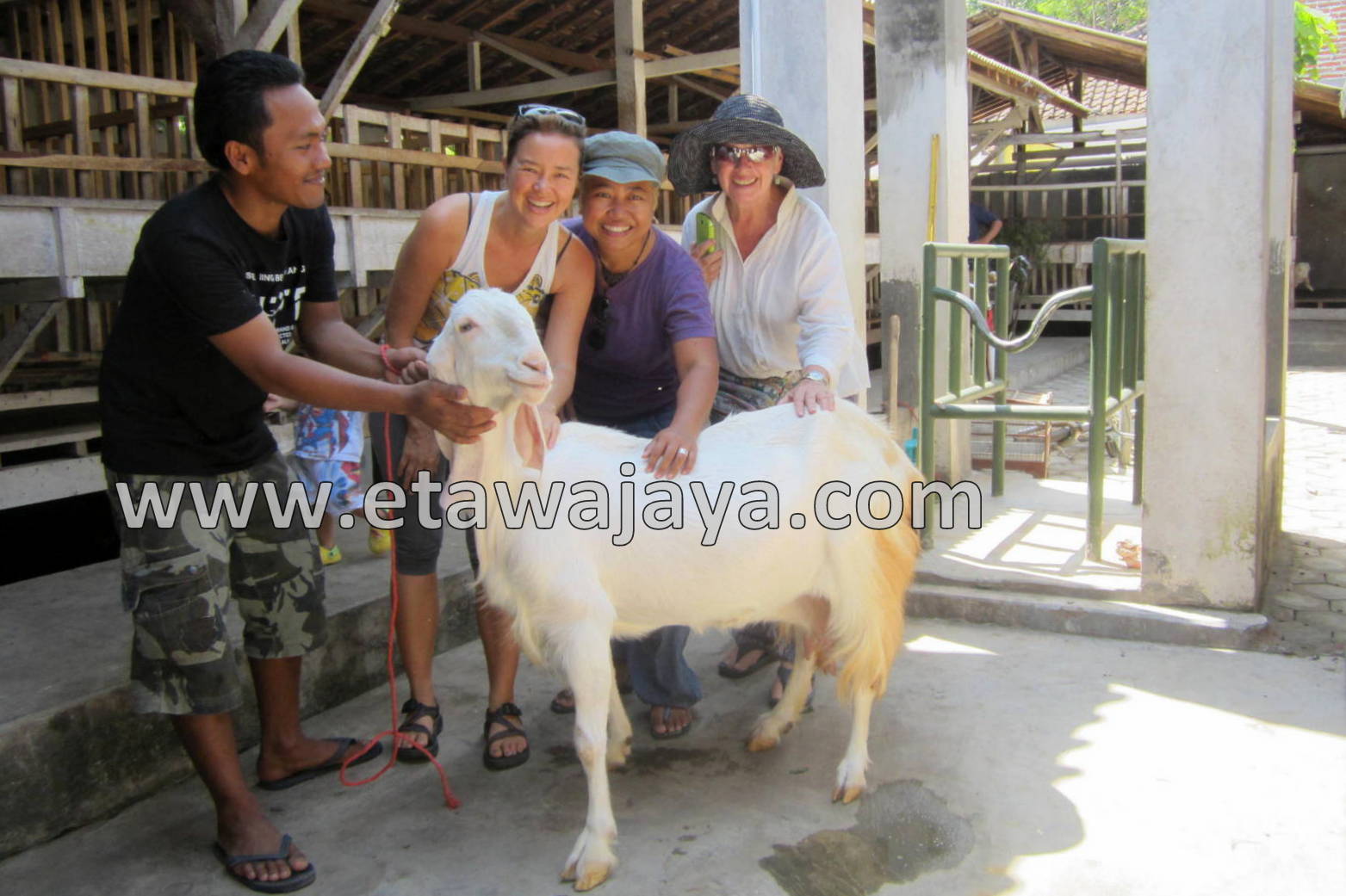 kunjungan-tamu-amerika-etawajaya kunjungan-tamu-amerika-etawajaya