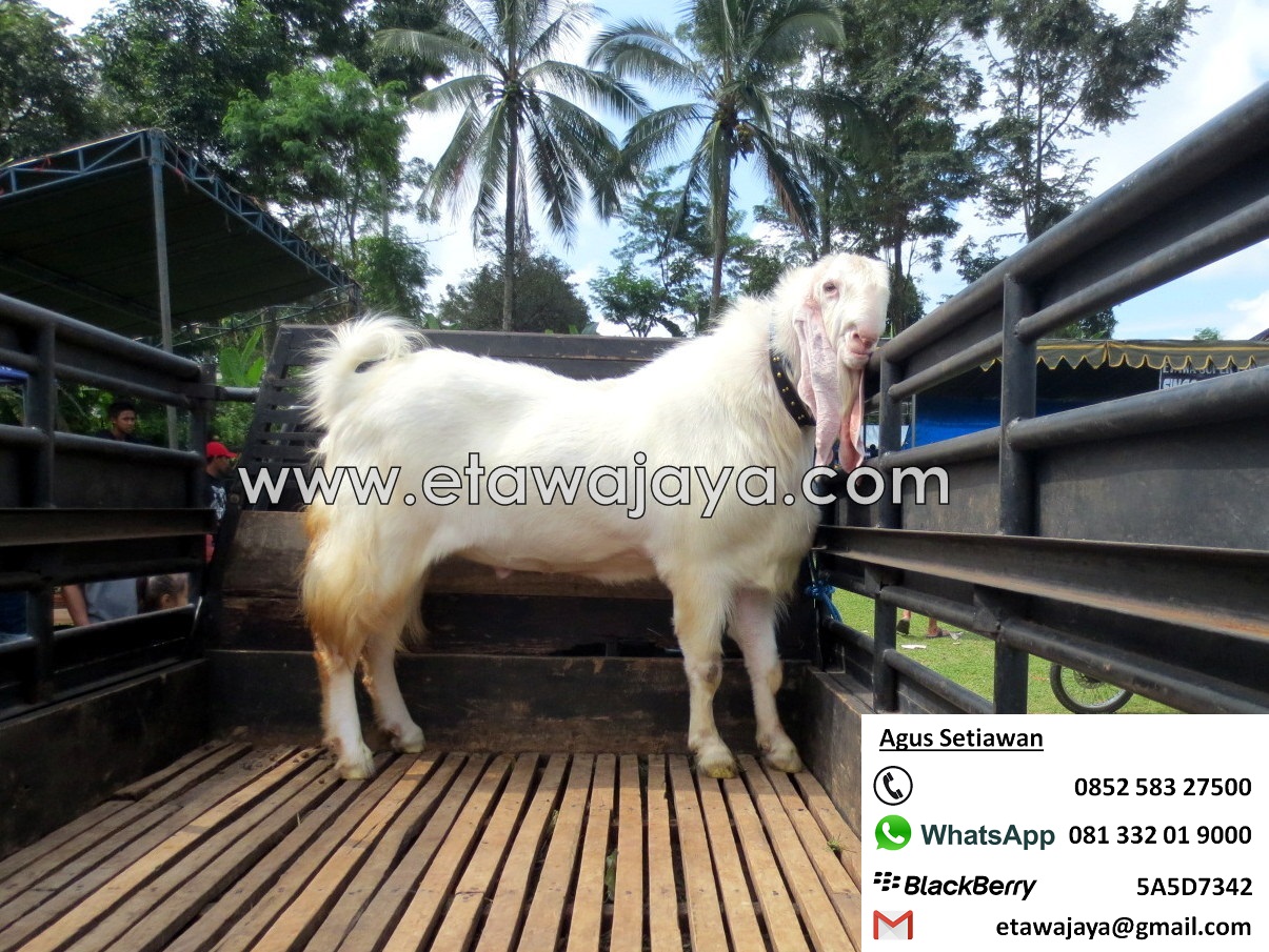 kambing-etawa-terberat kambing-etawa-terberat