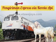 Pengiriman Express Kambing Etawa via Kereta Api