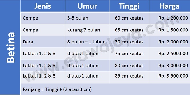harga-kambing-etawa-betina harga-kambing-etawa-betina-2017