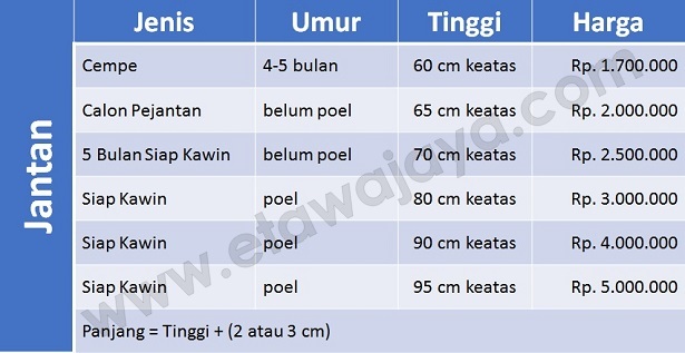 harga-kambing-etawa-jantan harga-kambing-etawa-jantan-2017
