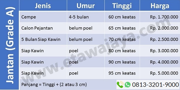 harga-kambing-etawa-jantan harga-kambing-etawa-jantan-gradea