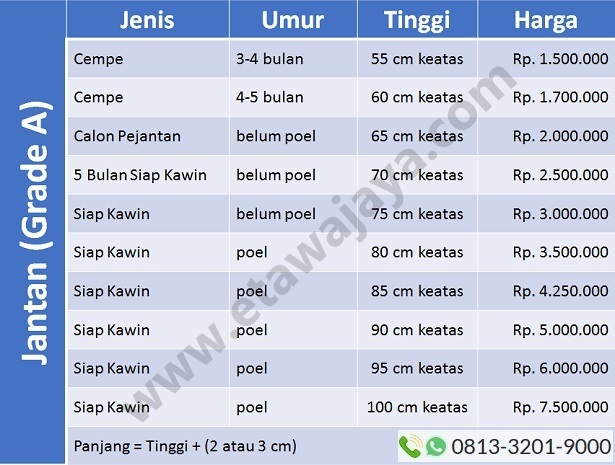 harga-kambing-etawa-jantan harga-kambing-etawa-jantan-gradea
