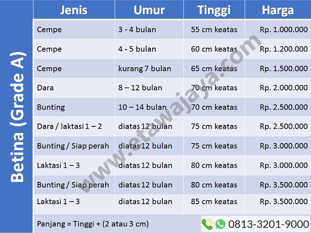harga-kambing-etawa-betina harga-kambing-etawa-betina-gradea