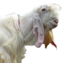 Etawajaya Kambing Etawa