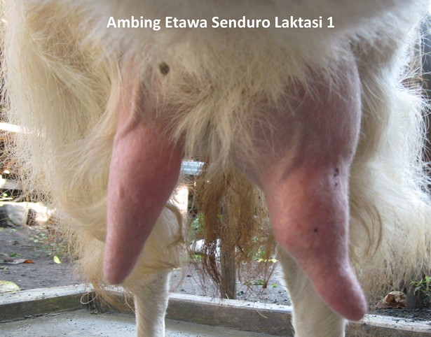 ambing etawa senduro laktasi 1