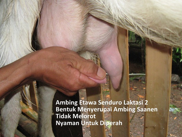 ambing etawa senduro laktasi 2