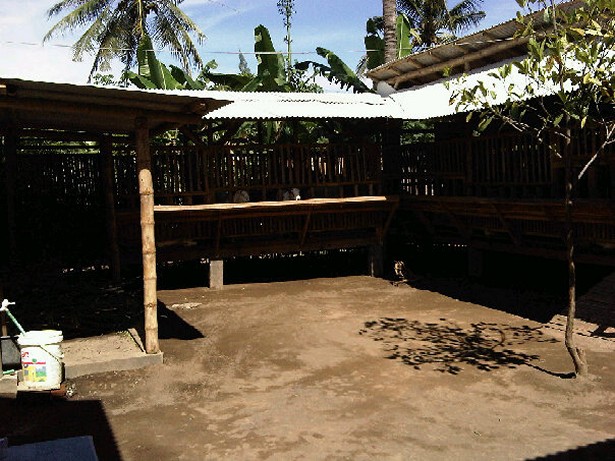 kandang-kambing-etawa-etawa-jati