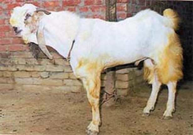 kambing jamnapari india
