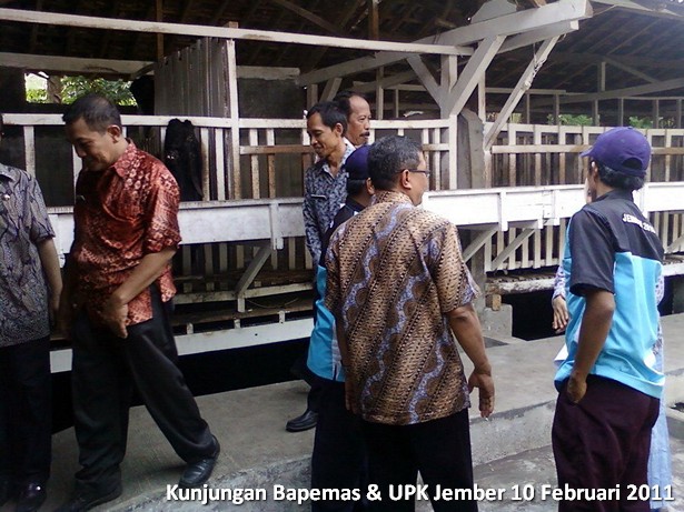budidaya-kambing-etawa-bapemas-upk-jember