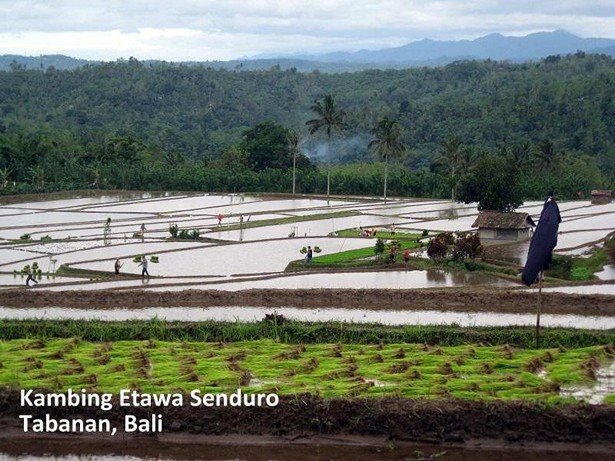 kambing-etawa-senduro-tabanan-bali
