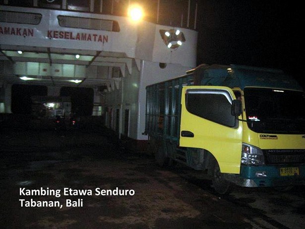 kambing-etawa-senduro-tabanan-bali