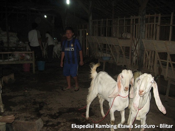ekspedisi-kambing-etawa-blitar