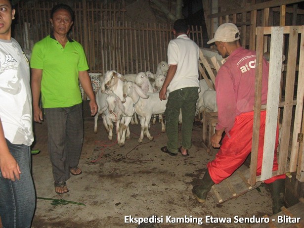 ekspedisi-kambing-etawa-blitar