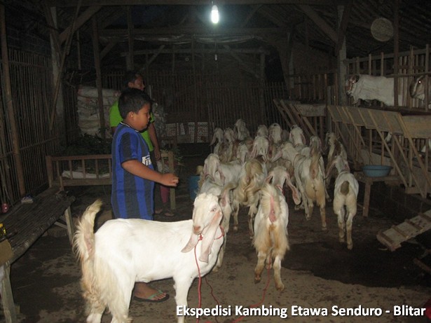 ekspedisi-kambing-etawa-blitar
