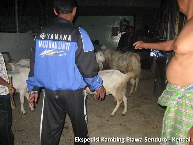 ekspedisi-kambing-etawa-kendal