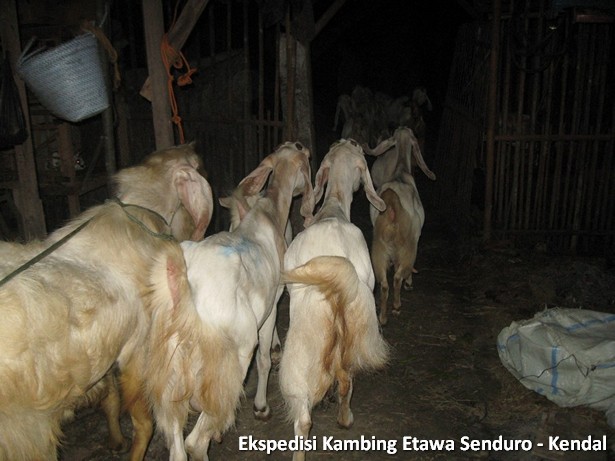 ekspedisi-kambing-etawa-kendal