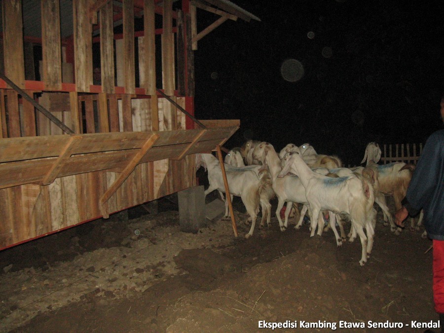 ekspedisi-kambing-etawa-kendal