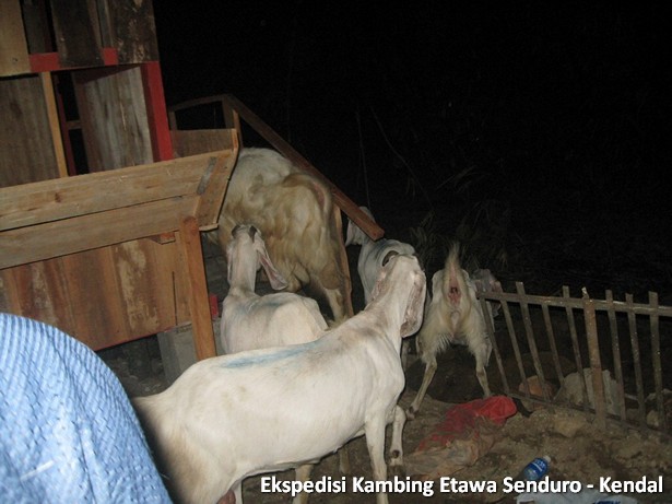 ekspedisi-kambing-etawa-kendal