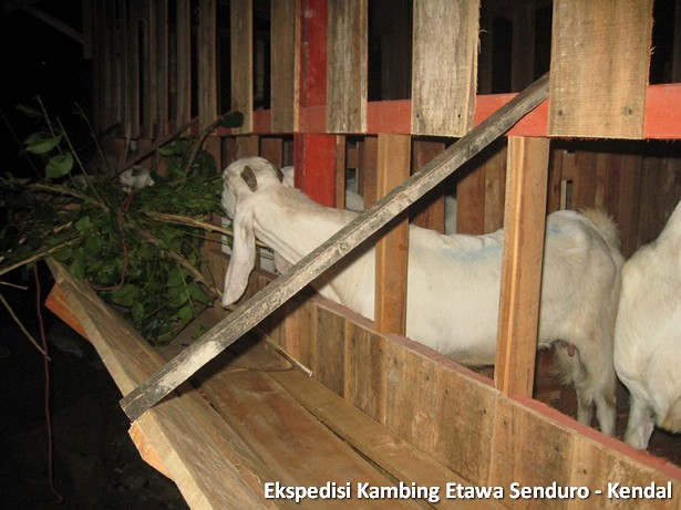 ekspedisi-kambing-etawa-kendal