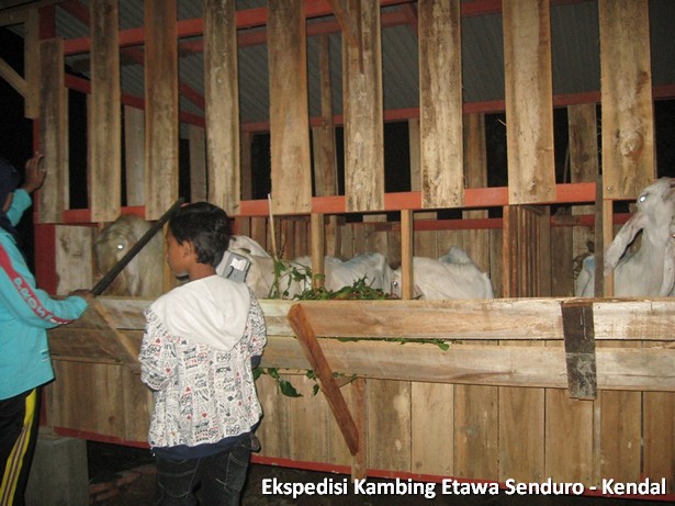 ekspedisi-kambing-etawa-kendal