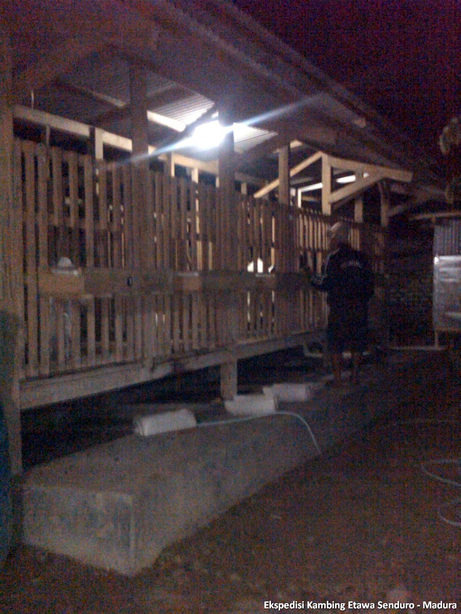 ekspedisi-kambing-etawa-senduro-madura